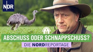 Gibt es eine Zukunft für Nandus in MecklenburgVorpommern  Die Nordreportage  NDR [upl. by Ynolem832]