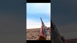 Solo geese hunting long distance shot goosehunting youtubeshorts [upl. by Lapo481]