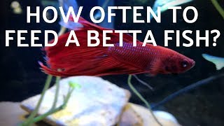 How Often to Feed a Betta Fish [upl. by Gemini]