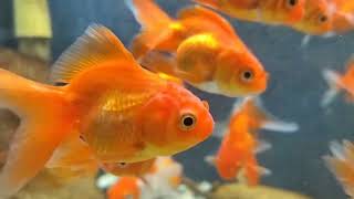 002 GoldFish  Beautiful Gold Fish  Part 2  golden colour Gold Fish  winline production [upl. by Florin488]