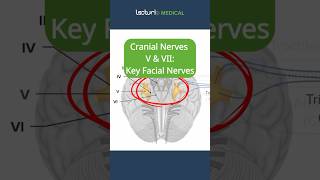 Cranial Nerves V amp VII The Facial Nerves 😊 TrigeminalNerve FacialExpression CranialNerves USMLE [upl. by Nodnrb]