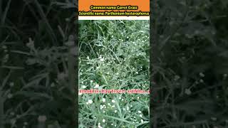 Parthenium hysterophorus  Carrot Grass  plantidentification plants medicinalplants shorts [upl. by Lorne122]