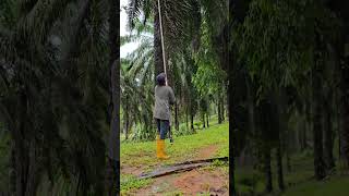 Palm hervesting work viralshort palmoil farming hervesting ytshorts viral malaysia new [upl. by Annabel]