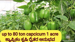 excellent farming in nethouse capcicum ನೆಟ್ ಹೌಸ್ನಲ್ಲಿ ಕ್ಯಾಪ್ಸಿ ಕಂ ಕೃಷಿ [upl. by Pevzner]