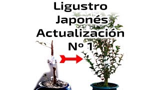 Ligustro Japonés actualización Nº1 [upl. by Belter]