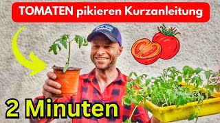 TOMATEN PIKIEREN  Kurzanleitung 2 Minuten 🍅 [upl. by Ahcropal347]