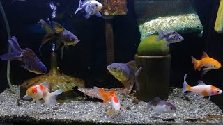 ✨可愛い金魚のご紹介🎶金魚 goldfish ドラゴンスケール ジャンボオランダ ◎いつもご視聴、高評価、有り難うございます🙏 ‎yokoichikko [upl. by Abad]