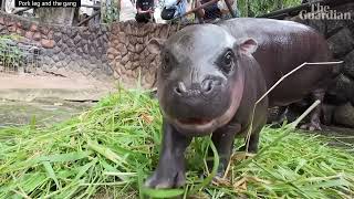 Moo Dang Baby Hippo Dance  Song A Day 5748 [upl. by Gonyea]