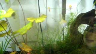 20 Gallon Honey gourami setup [upl. by Cottle]