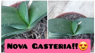 Novidade na coleção de suculentas Mais uma gasteria😍gasteria suculentas plantas jardim plants [upl. by Mattias389]