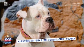 Alla scoperta di Fiona il cane star della serie Tv quotBlancaquot  Oggi è un altro giorno 08122021 [upl. by Edmon700]