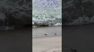 Sandpipers Running Along the Shore at Seaside Park NJ [upl. by Yong]