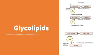 Glycolipids With Examples  Chemistry of Lipid  Glycolipids [upl. by Tristis]