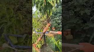 Aerial tether process for correcting tilted trees [upl. by Eniale738]