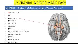 Cranial Nerves [upl. by Aleksandr]