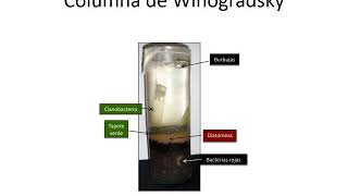 Columna de Winogradsky [upl. by Nyltiak]