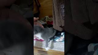 There is nothing better than cats youtube cute [upl. by Nydnarb]