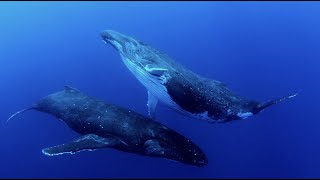 The Whale Song Trailer  Ocean Film Festival World Tour 24 AU [upl. by Namyw]