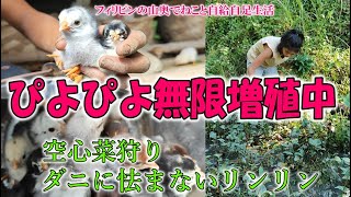 ひよこ無限増殖中ダニが群がっても平然としているリンリン空心菜狩り【フィリピンの山奥でねこと自給自足生活】 [upl. by Vivianne]