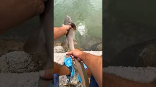 Lil nurse shark urbanfloridafishing saltwaterfishing fishing [upl. by Dalt]