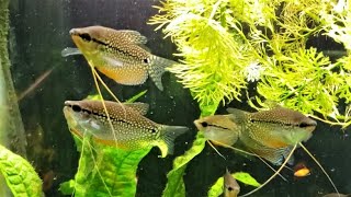 Gourami Tank Gets 8 Pearl Gourami And Other New fish [upl. by Meehyrb]