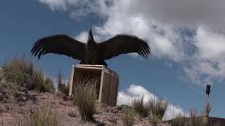 Rescued condor released into the wild [upl. by Fidelis]