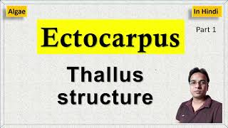 Ectocarpus thallus structure [upl. by Ariuqahs12]