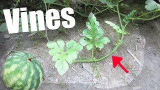 How To Control Watermelon Vines🍉 3 Best Tips✅ [upl. by Dietz]