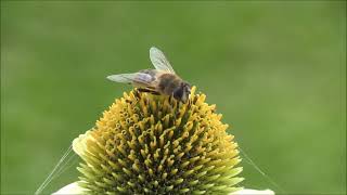 How Do Bees Collect Pollen and Basket on Their Legs [upl. by Carn]