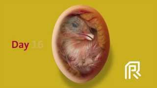 Embryonic development of the chicken [upl. by Dachia227]