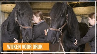 Basis principe Wijken voor druk bij paarden [upl. by Arsi917]