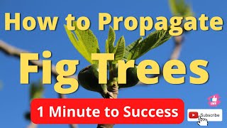 How to Root a Fig Tree Cutting in 60 seconds figs shorts [upl. by Armbrecht]