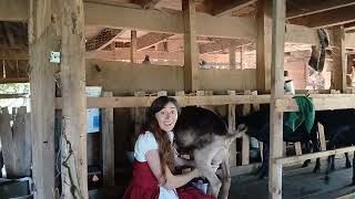 Handmilking Lamancha Goats [upl. by Aredna]