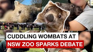 Tourist’s ‘cute’ video cuddling wombats at NSW zoo sparks debate [upl. by Silsbye]