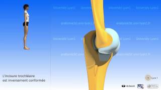 Le coude  mouvements ostéologie [upl. by Aeikan407]