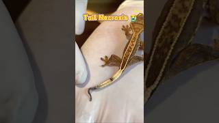 The gecko’s tail necrosis how to handle reptiles pets gecko lizard geckolife animals tails [upl. by Acilejna721]