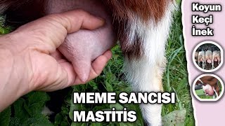 İnek koyun ve keçilerde meem sancısımastitis [upl. by Miharba]