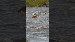 Lions Tackle Raging River 😲 [upl. by Anilocin]