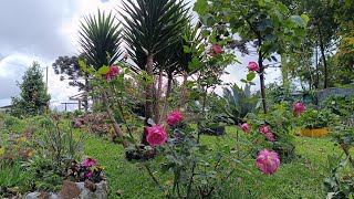 Meu jardim ta lindo com muitas flores Tem novidade [upl. by Niasuh90]