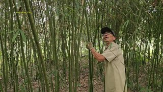 How to make a rain cover from Bamboo LongHungVlog bushcraft bamboo diy [upl. by Eidnim]