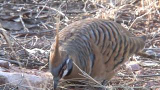 Spinifex Pigeons [upl. by Irot]