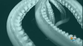 Into The Deep Giant Squid Captured On Video [upl. by Nybbor]