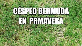 Césped bermuda en primavera  JARDÍN Ep 10 [upl. by Assiralc]