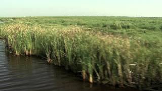 Wetlands Texas Aquatic Science Chapter 10 [upl. by Akehsal]