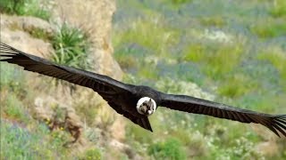 The majestic Andean Condor the largest flying bird [upl. by Aisya880]