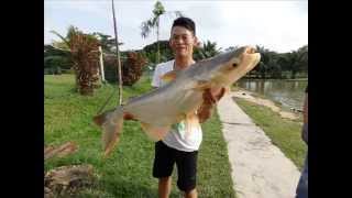 Greenbait  Umpan Mekong 湄公鲶鱼诱饵 [upl. by Reinhart]