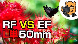 RF50mmF12L VS EF50mmF12L対決！巾着田の代わりに選んだ曼珠沙華の撮影スポットとは？ [upl. by Margetts]