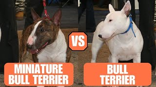 Miniature Bull Terrier vs Bull Terrier  Which Breed Is The Best [upl. by Yrreb371]