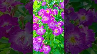 Pinked coloured roses flowers flowers rose ytshorts roseflower viralshorts [upl. by Peyter]