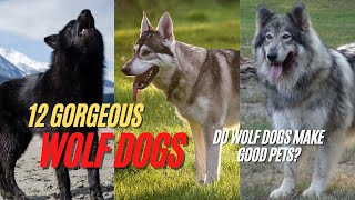 Wolfdog  12 Gorgeous Wolf Dog Breeds  Do Wolf Dogs Make Good Pets [upl. by Thormora]